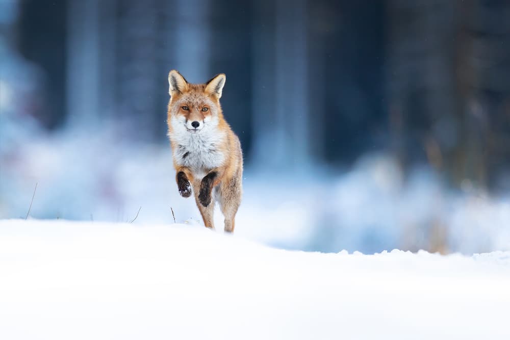 Red Fox Winter Run by Milan Zygmunt — canvas wall art