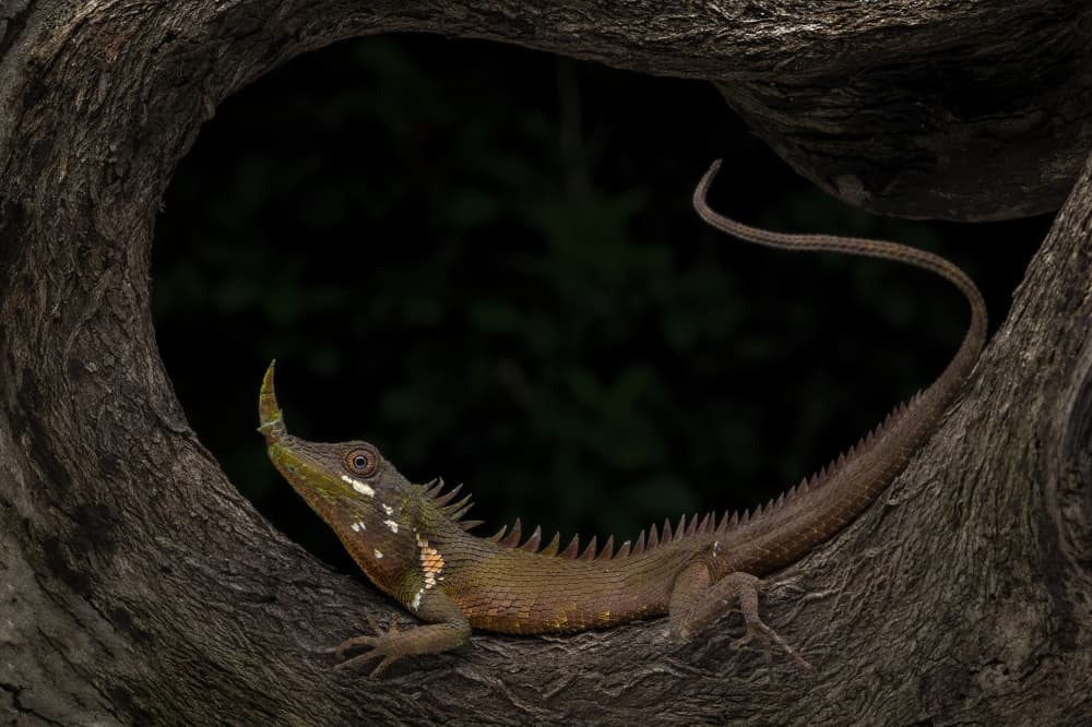 Horned Lizard in Tree by Tantoyensen — canvas wall art
