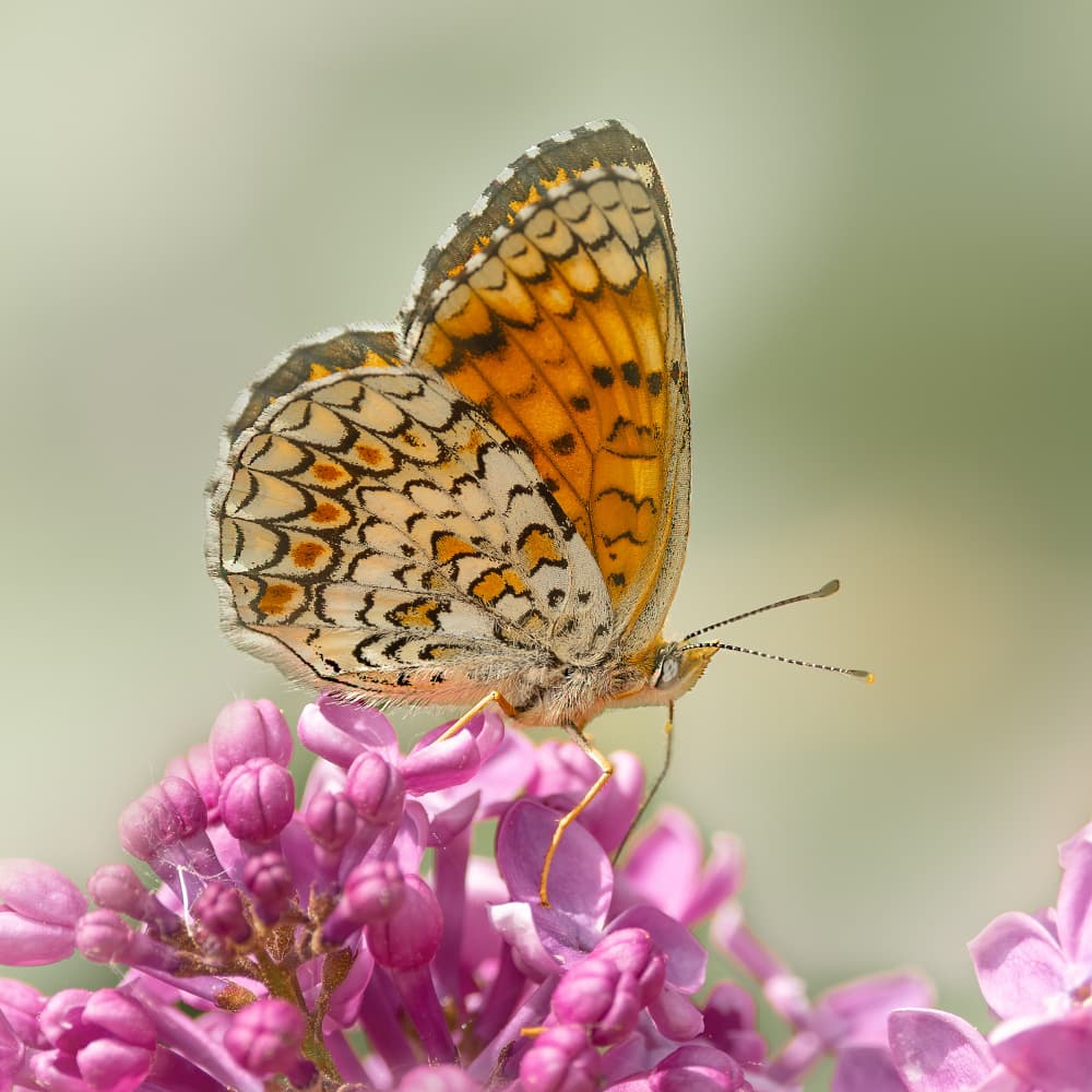 Vibrant Butterfly on Lilac by Annie Keizer — canvas wall art