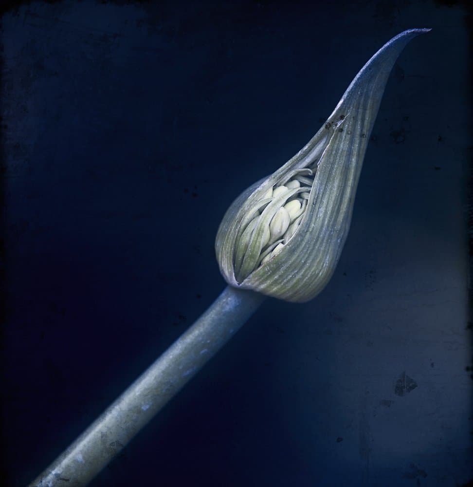 Unfurling Blue Bud by Anna Cseresnjes — canvas wall art