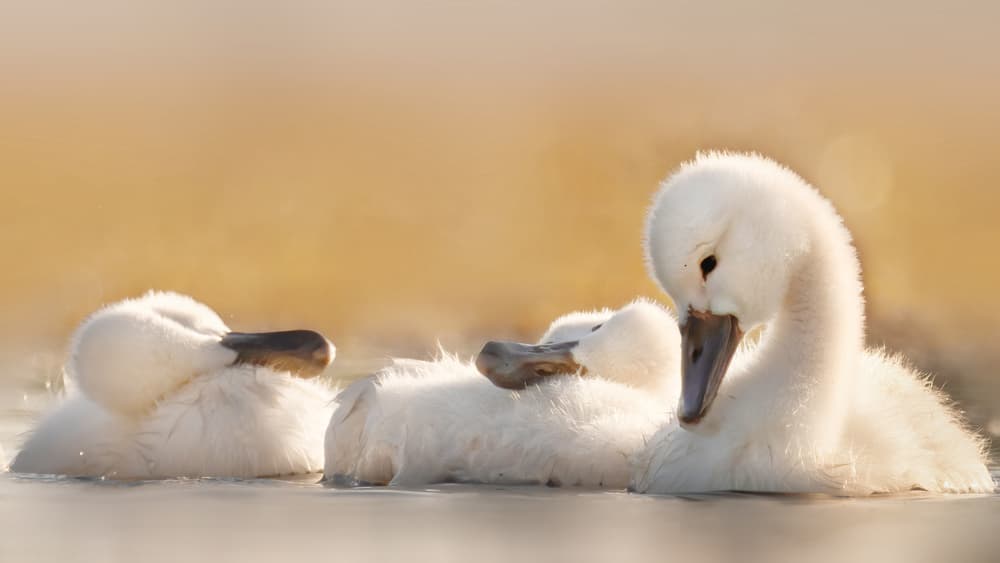 Fluffy Cygnets Golden Glow by Jennifer Lu — canvas wall art