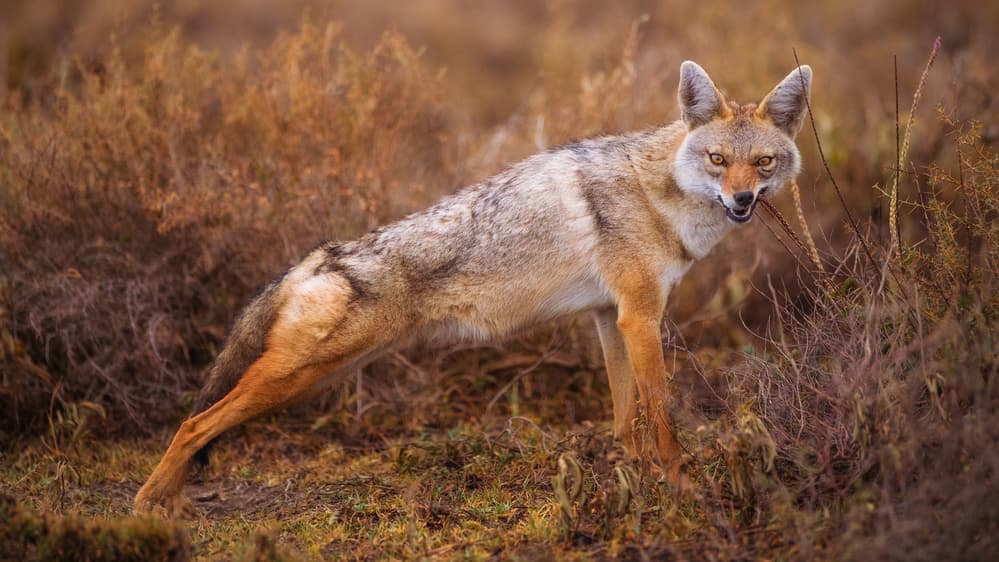 Watchful Wild Jackal by Mohammed Alnaser — canvas wall art