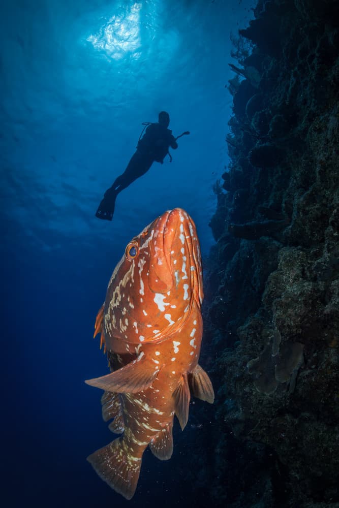 Diver Meets Ocean Fish by Jennifer Lu — canvas wall art