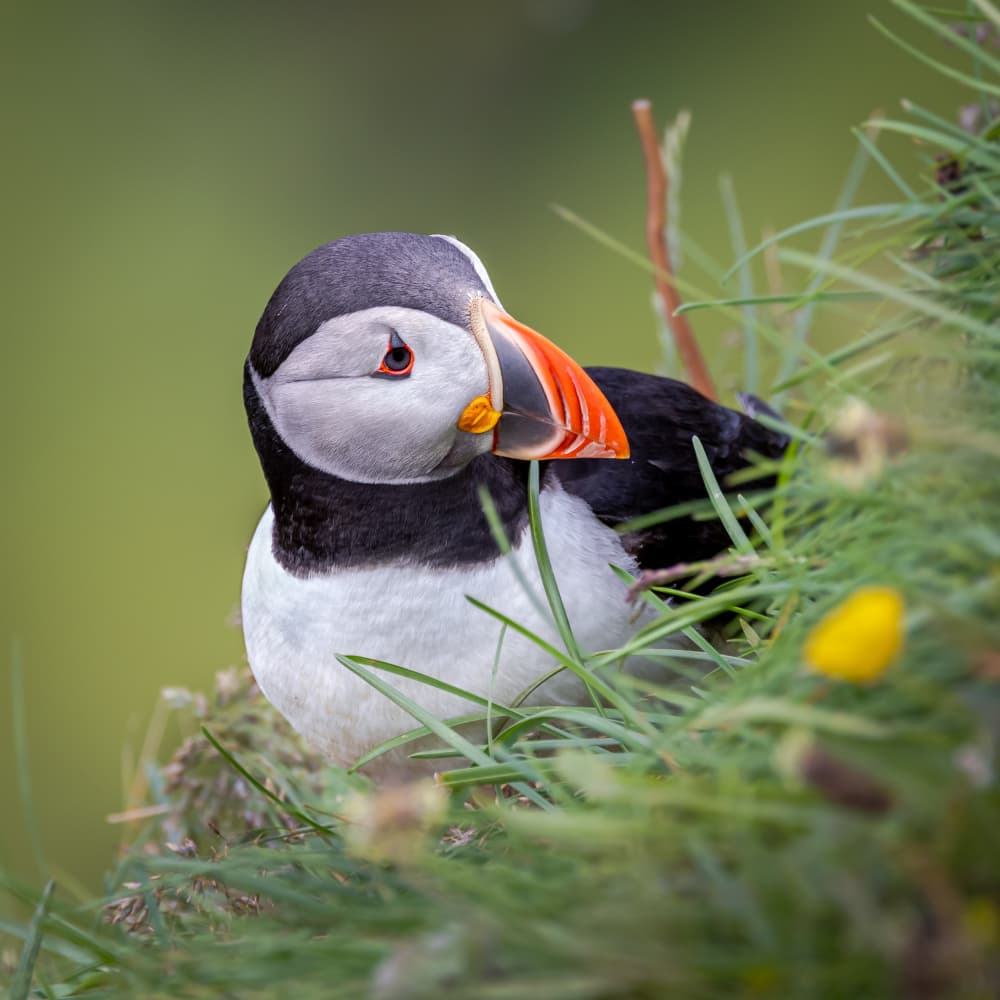 Charming Puffin Bird by Xiaohong Zhang — canvas wall art