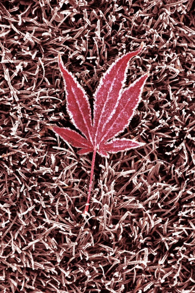 Frosted Red Maple Leaf by Christina Sillen — canvas wall art