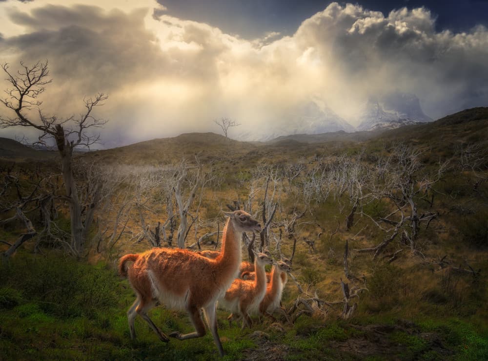 Wild Guanacos in Patagonia by Ruiqing P. — canvas wall art