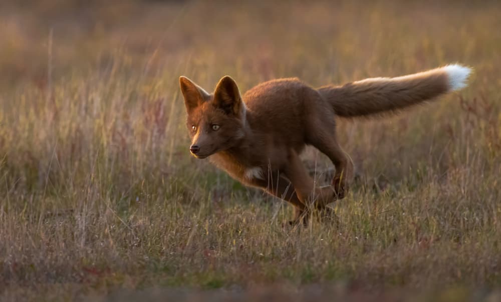 Running Fox Golden Light by Johnson Huang — canvas wall art