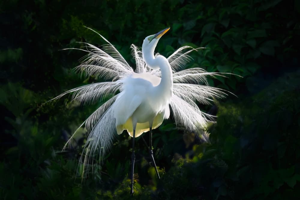 Sunlit Egret Feathers by Jianping Yang — canvas wall art