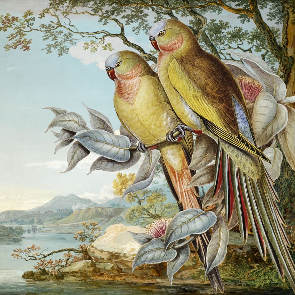 Parrots in Tropical Landscape by Marja van den Hurk — canvas wall art