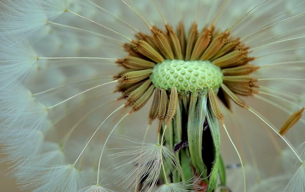 Delicate Dandelion Seeds by Thierry Dufour — canvas wall art