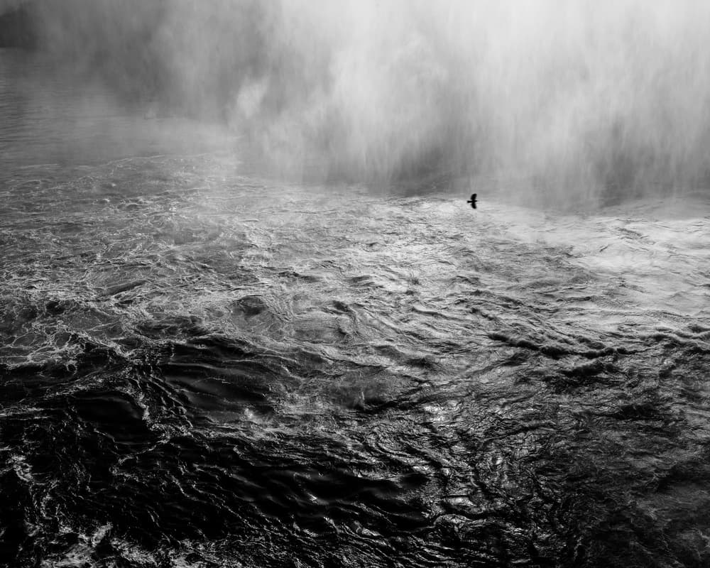Turbulent Waters Soaring Bird by Stefan Buder — canvas wall art