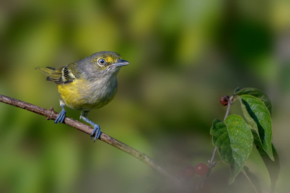 Vibrant Green Warbler by Jacob (Jian) Xu — canvas wall art