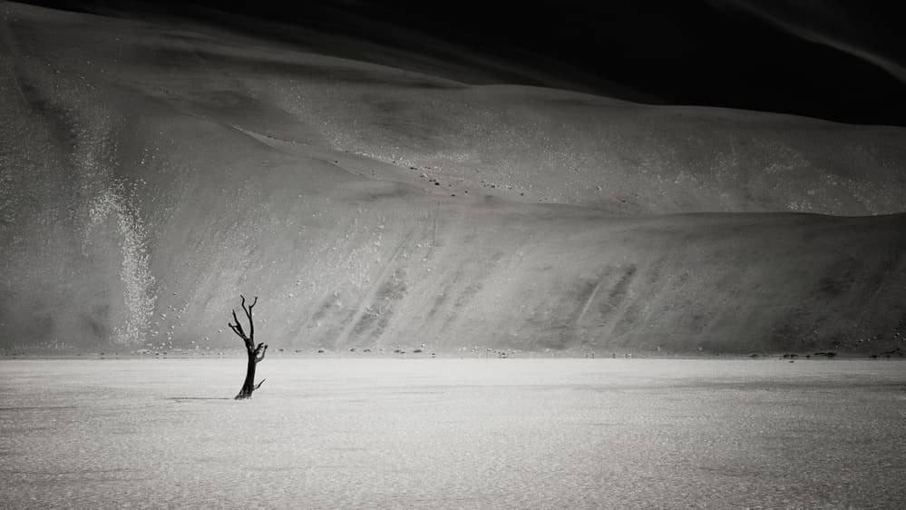 Solitary Desert Tree by Mathilde Guillemot — canvas wall art