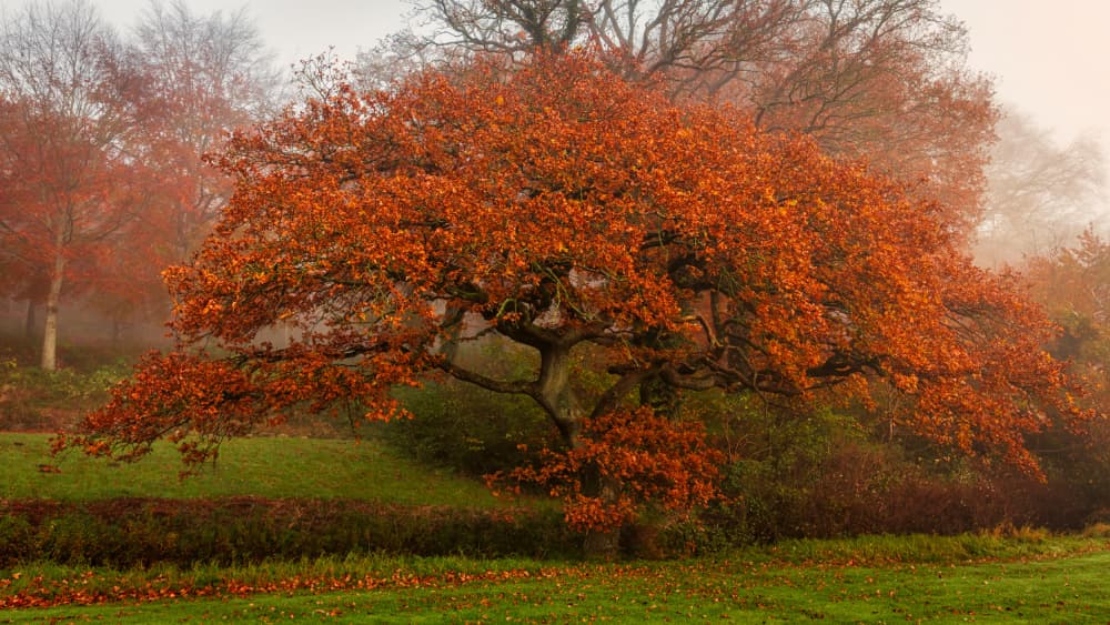 Vibrant Autumn Mist by Leif Løndal — canvas wall art