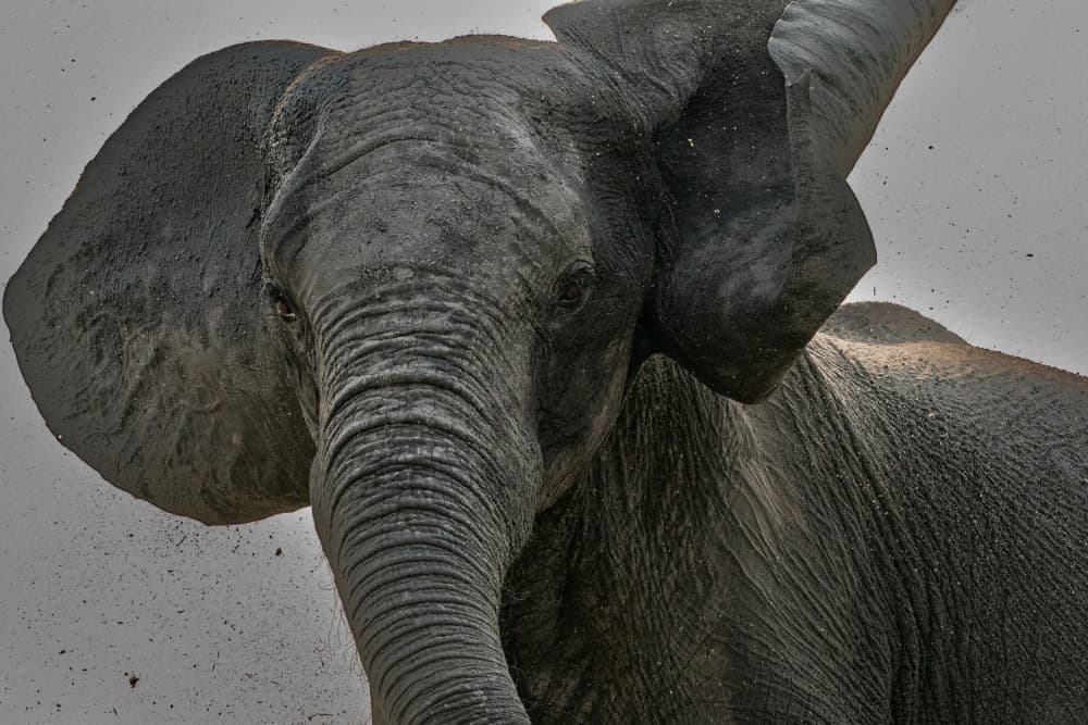Majestic Elephant Portrait by Etienne Steenkamp — canvas wall art