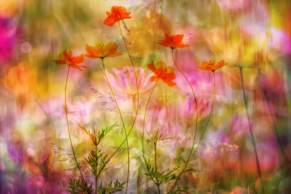 Dreamy Cosmos Garden by Hilda van der Lee — canvas wall art