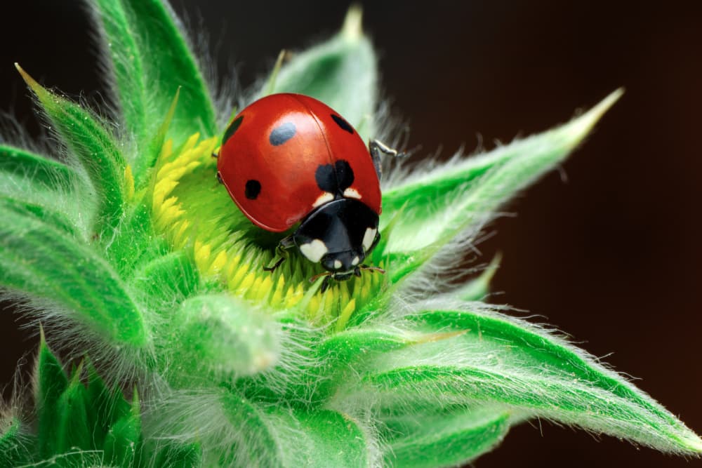 Red Ladybug on Green by Mustafa öztürk — canvas wall art