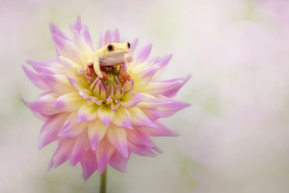 Charming Frog on Dahlia by Linda D Lester — canvas wall art