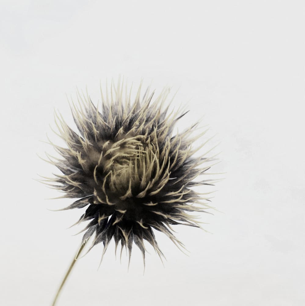 Elegant Dried Thistle by Christina Sillen — canvas wall art