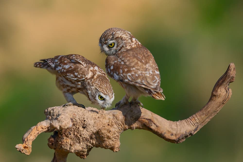 Curious Little Owls by David Manusevich — canvas wall art