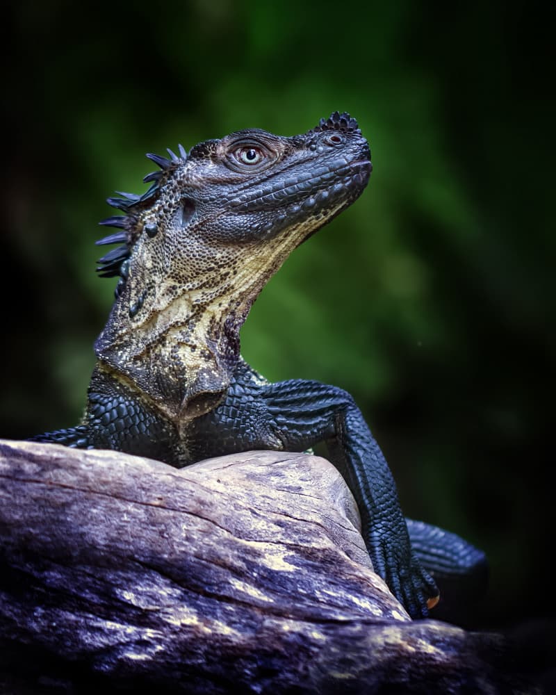 Majestic Water Dragon by Fauzan Maududdin — canvas wall art