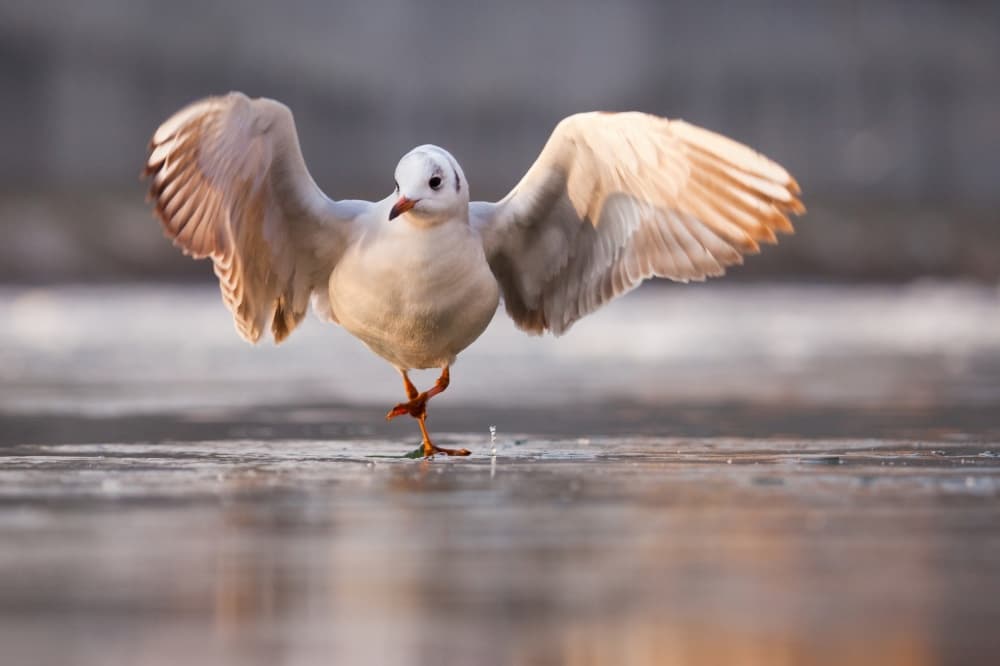 Seagull Spreading Wings by Robert Adamec — canvas wall art