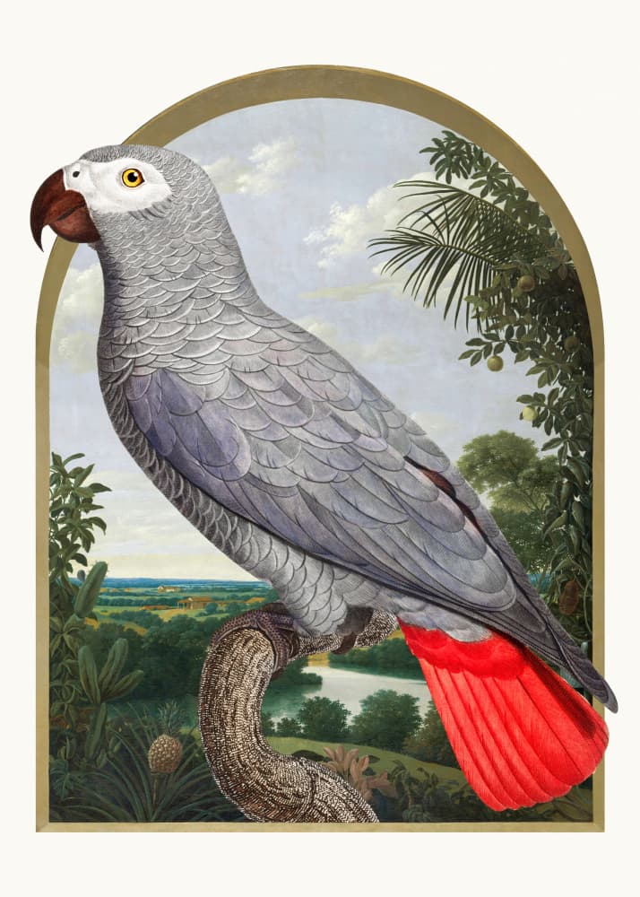 African Grey Tropical Parrot by Marja van den Hurk — canvas wall art
