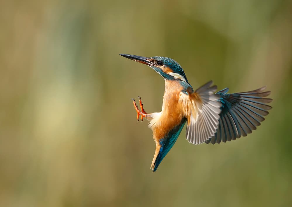 Vibrant Kingfisher Flight by Shlomo Waldmann — canvas wall art