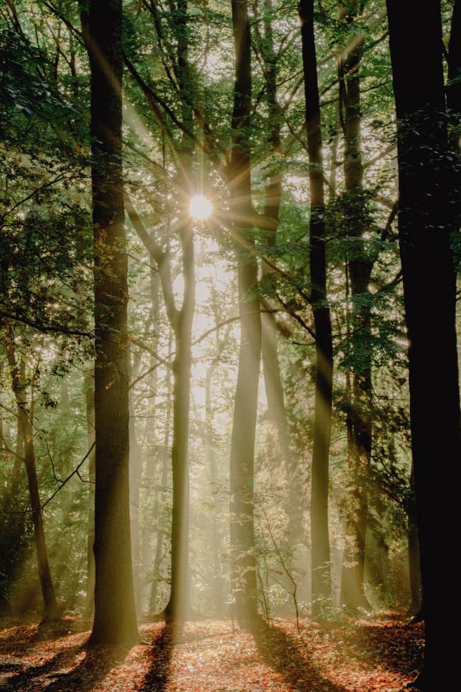 Golden Forest Sunbeams by Anke Sol — canvas wall art