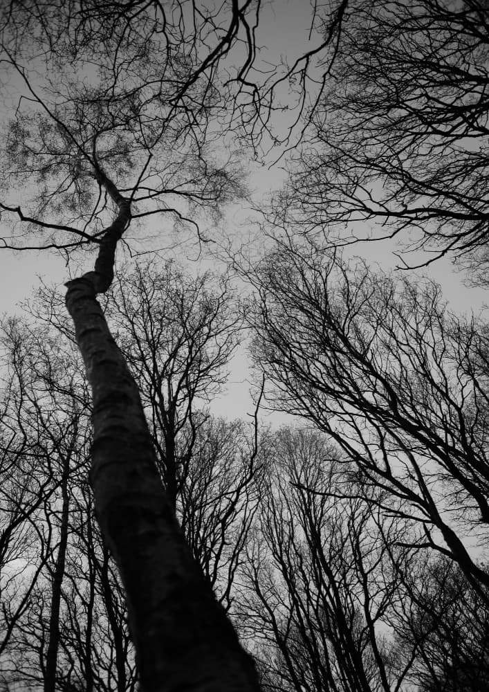 Winter's Reach by Shot by Clint — canvas wall art
