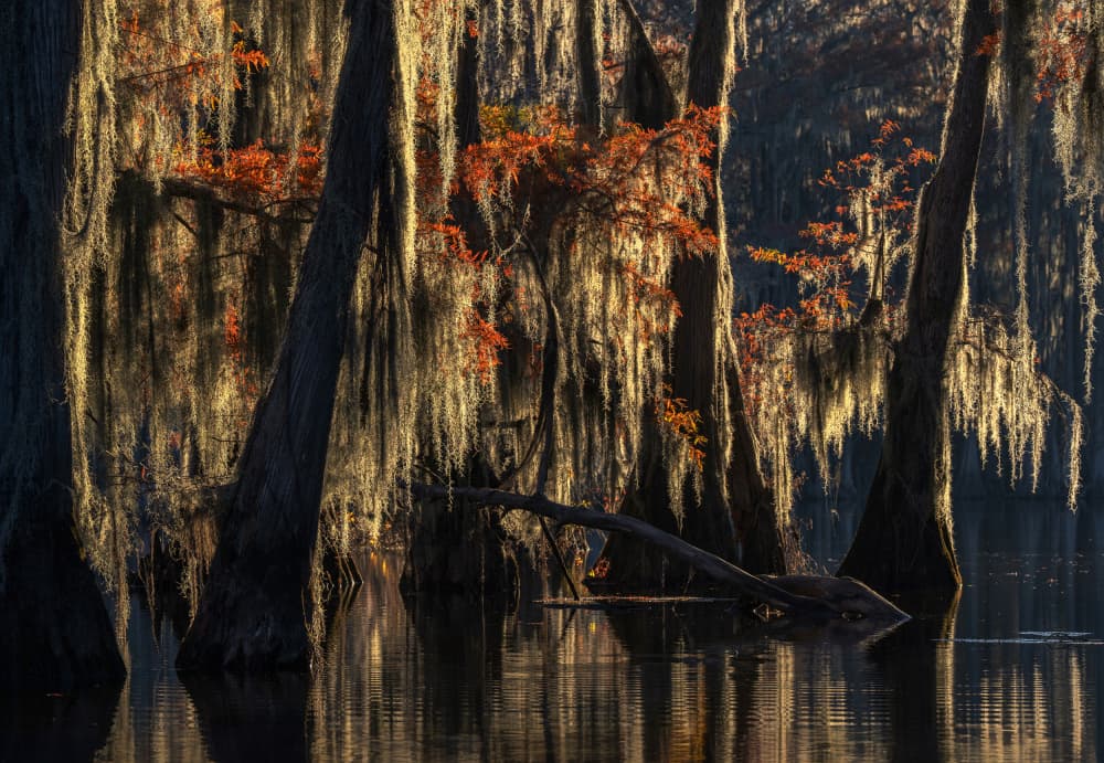 Autumn Cypress Reflections by Ruiqing P. — canvas wall art