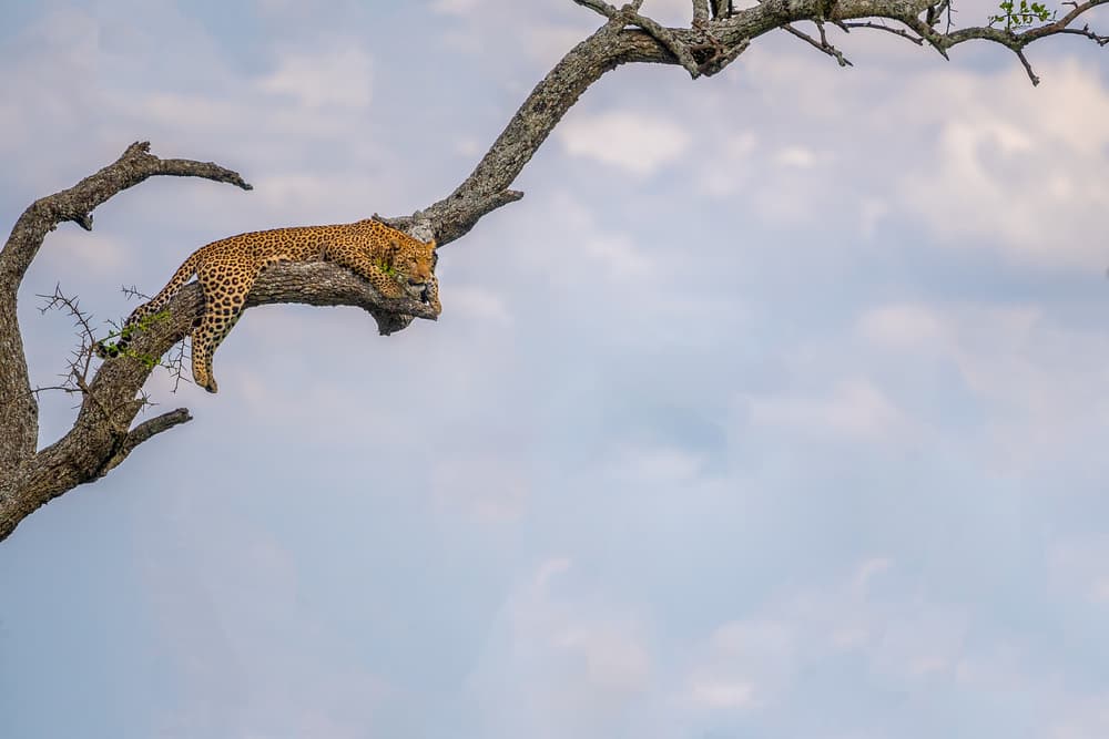 Sleeping Leopard in Tree by Mohammed Alnaser — canvas wall art