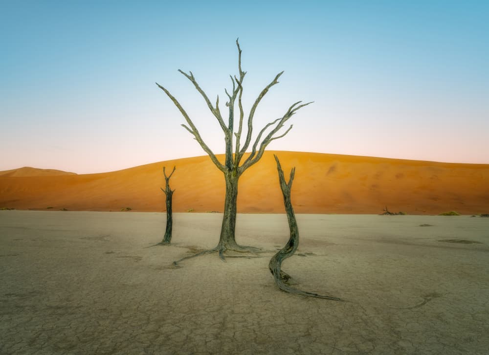 Ancient Desert Trees by Gu and Hongchao — canvas wall art
