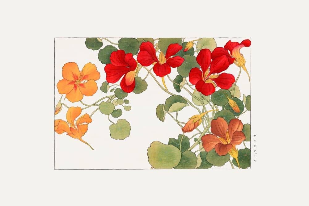 Nasturtium Flower by Tanigami Konan — canvas wall art