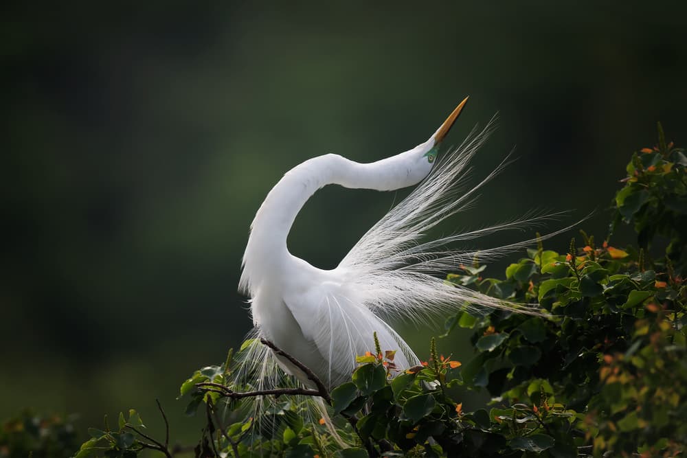 Graceful Egret Plumes by David H Yang — canvas wall art