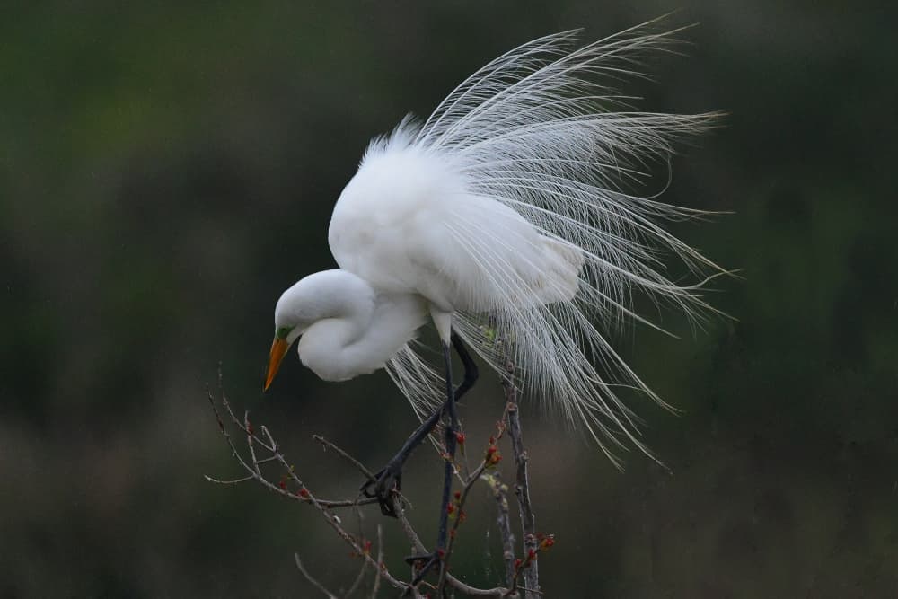 Elegant Egret Display by Anna Wan — canvas wall art
