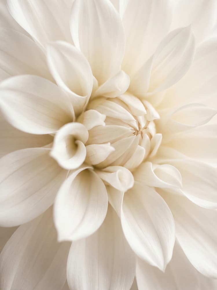Soft White Dahlia by Andreas Magnusson — canvas wall art