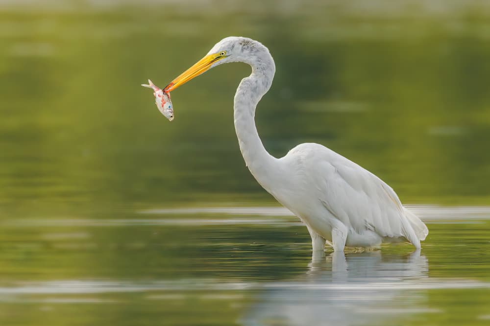 Great Egret Fishing by Jacob (Jian) Xu — canvas wall art