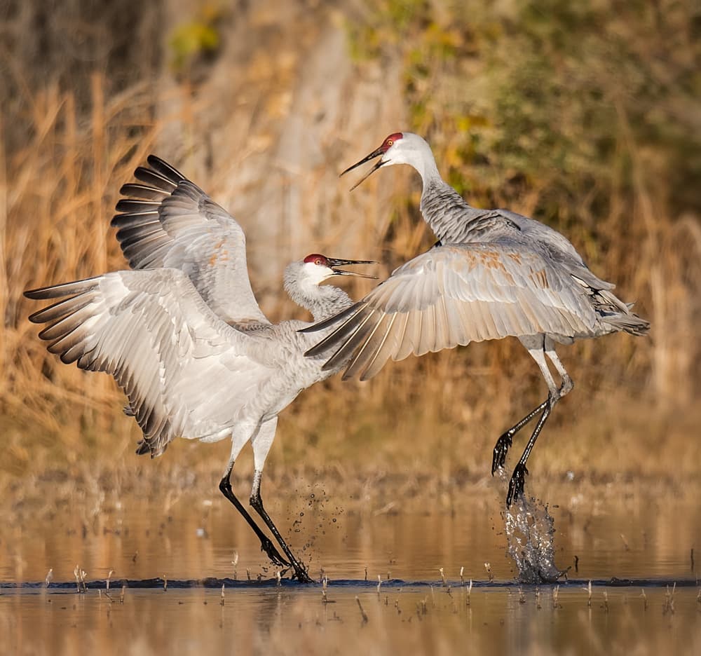 Sandhill Cranes Dancing by David H Yang — canvas wall art