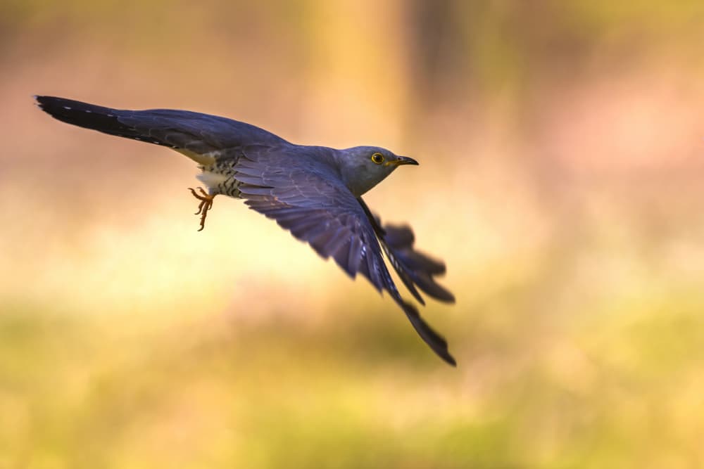 Cuckoo In Flight by Marco Redaelli — canvas wall art