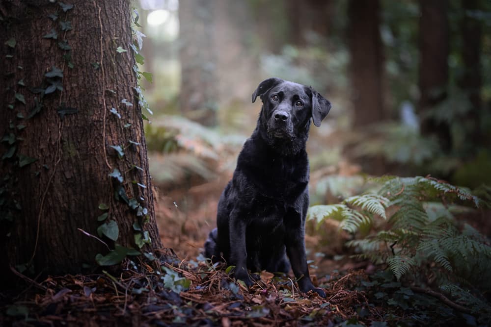 Black Labrador In Forest by Alfonso maseda varela — canvas wall art