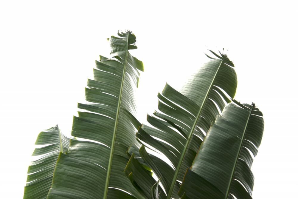 Lush Tropical Leaves by amini54 — canvas wall art