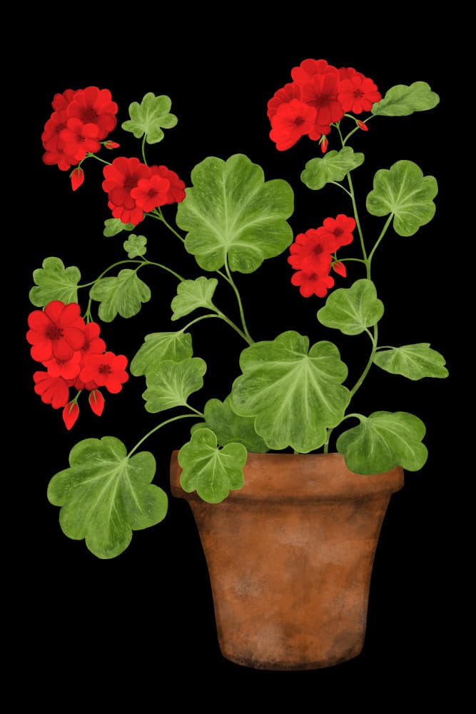 Vibrant Potted Geranium by EMELIEmaria — canvas wall art