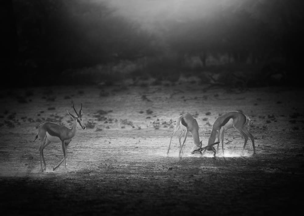 Wildlife Night Duel by Jaco Marx — canvas wall art