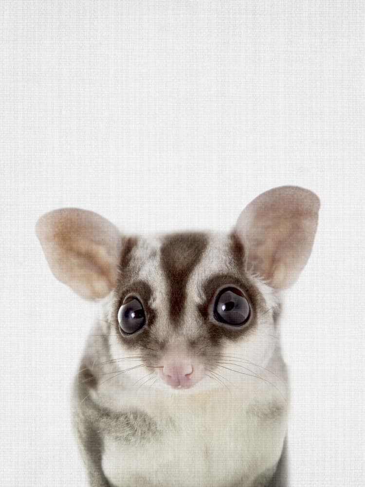 Cute Sugar Glider by Lila & Lola — canvas wall art