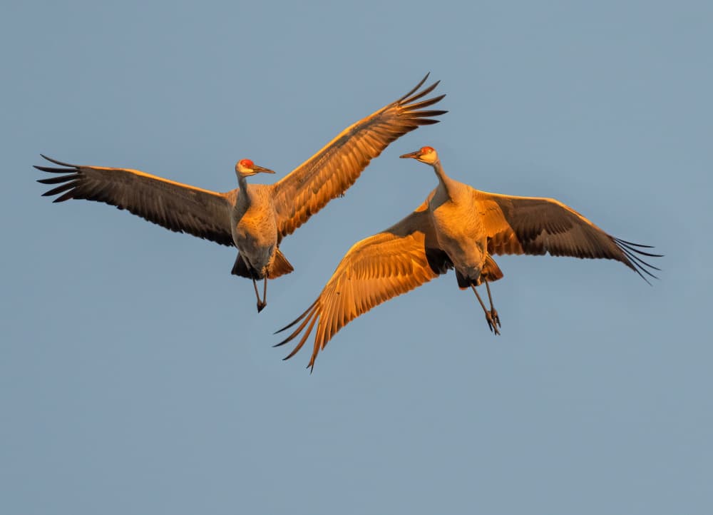 Graceful Crane Flight by Yuan Su — canvas wall art