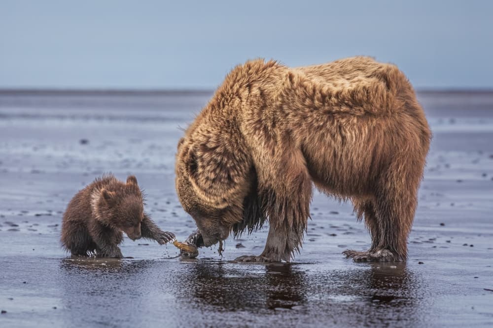Grizzly Bear Cub Shore by Mark Strom — canvas wall art
