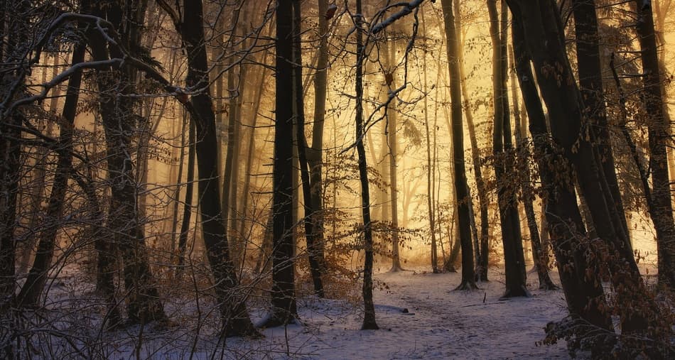 Golden Winter Forest by Norbert Maier — canvas wall art