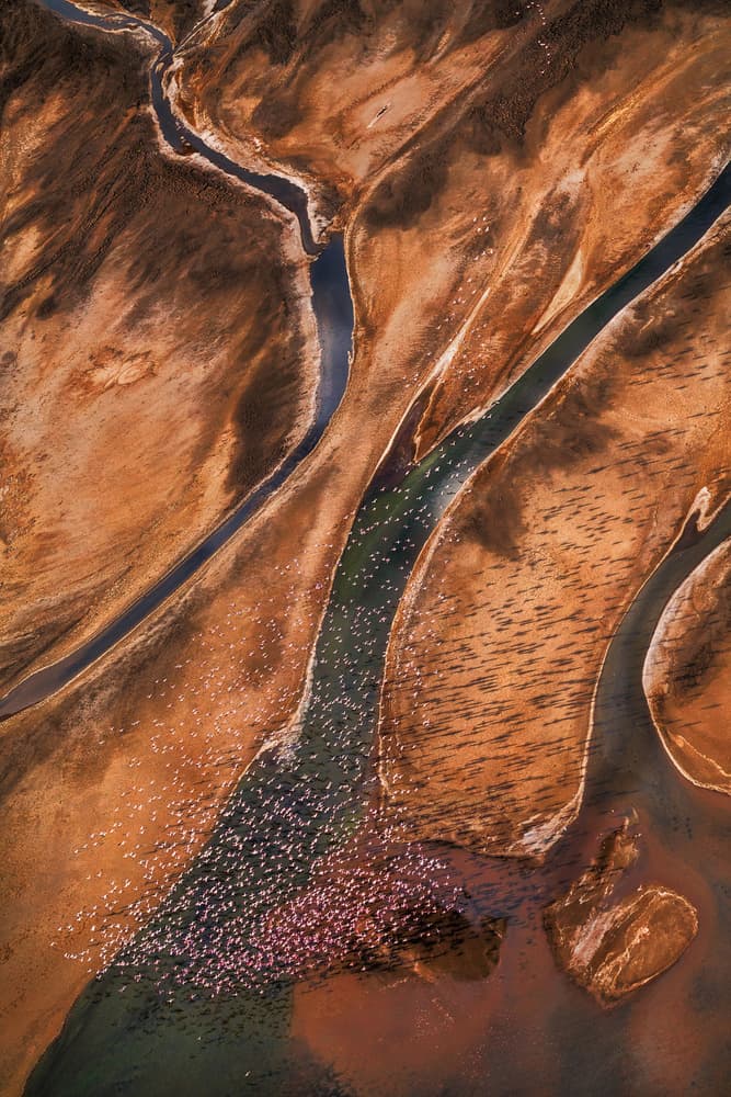 Pink Flamingos River Landscape by John Fan — canvas wall art