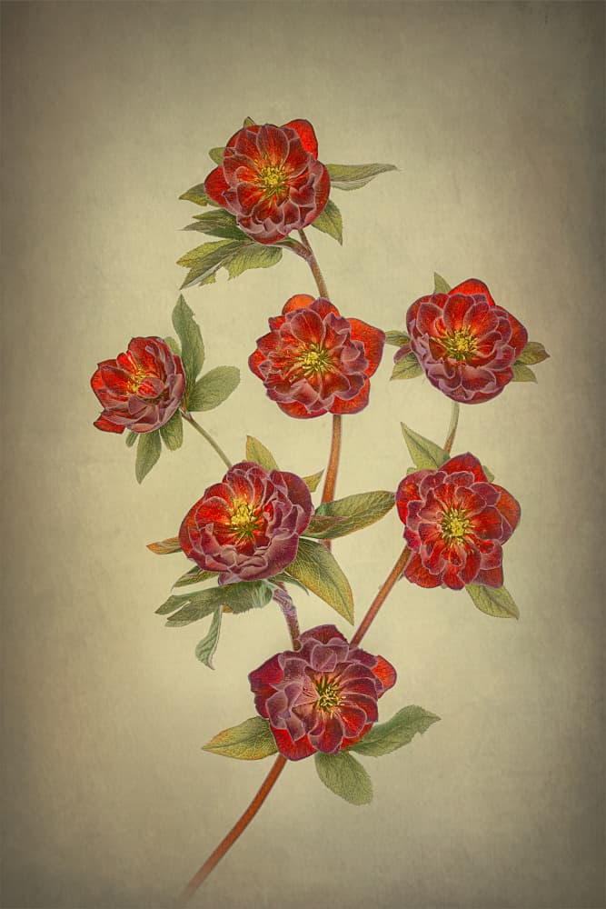 Double Queen Hellebores by Lydia Jacobs — canvas wall art